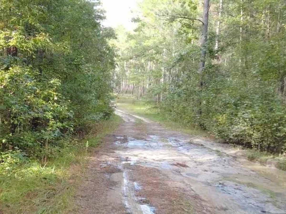 Belmore State Forest - Ates Creek Tract trail photo