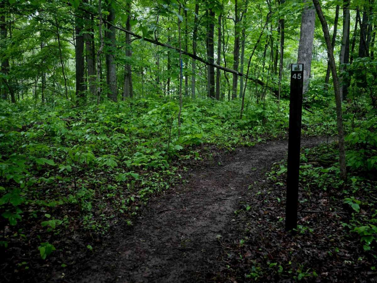 T45 trail photo