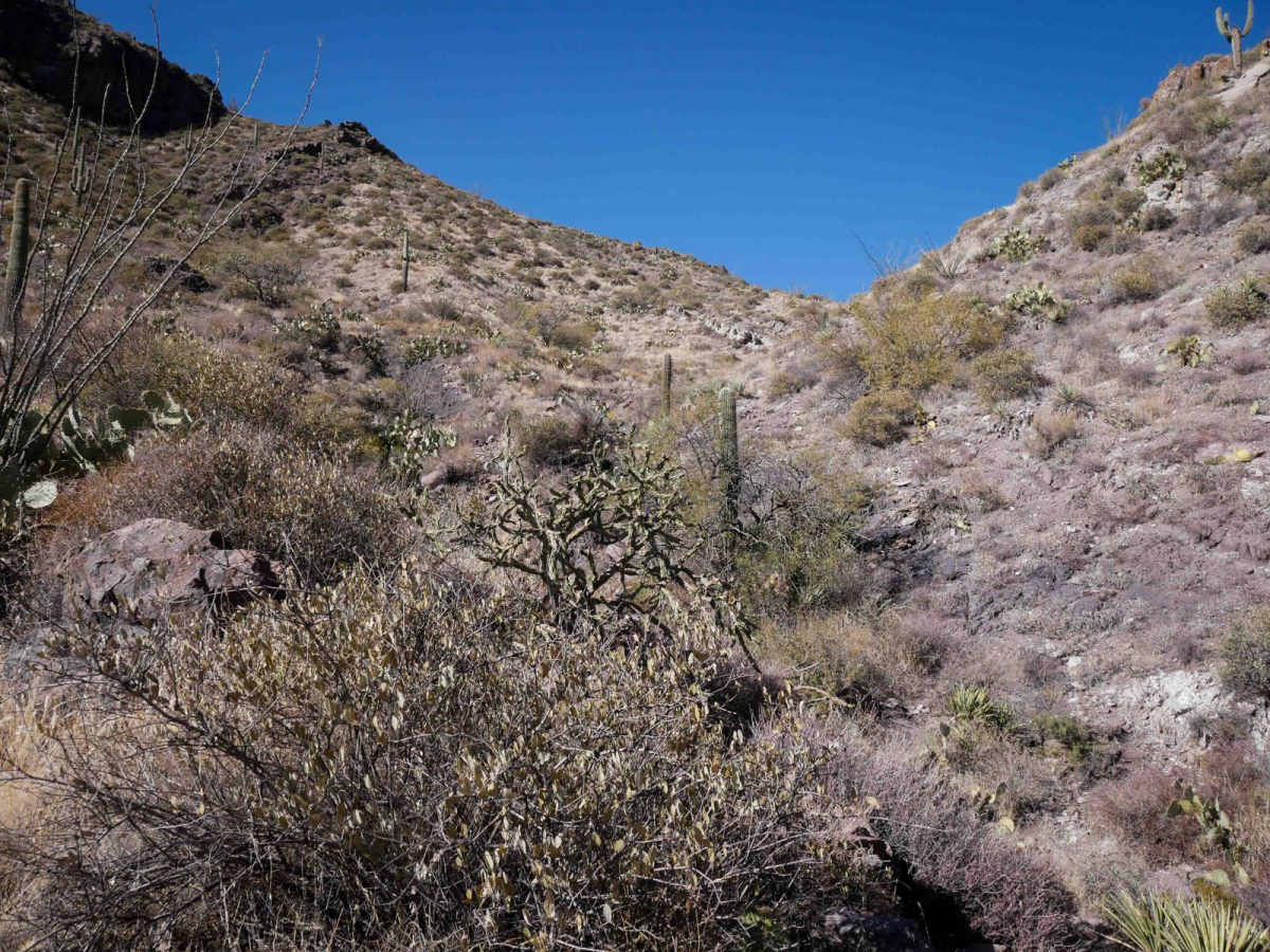 Desert Singletrack photo 5