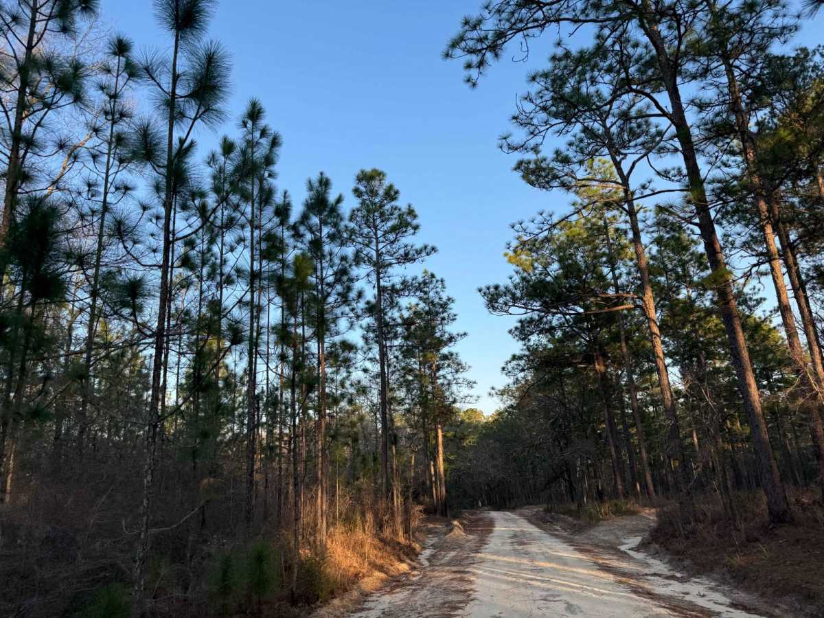 Hogfoot Road - FS 332 photo 6