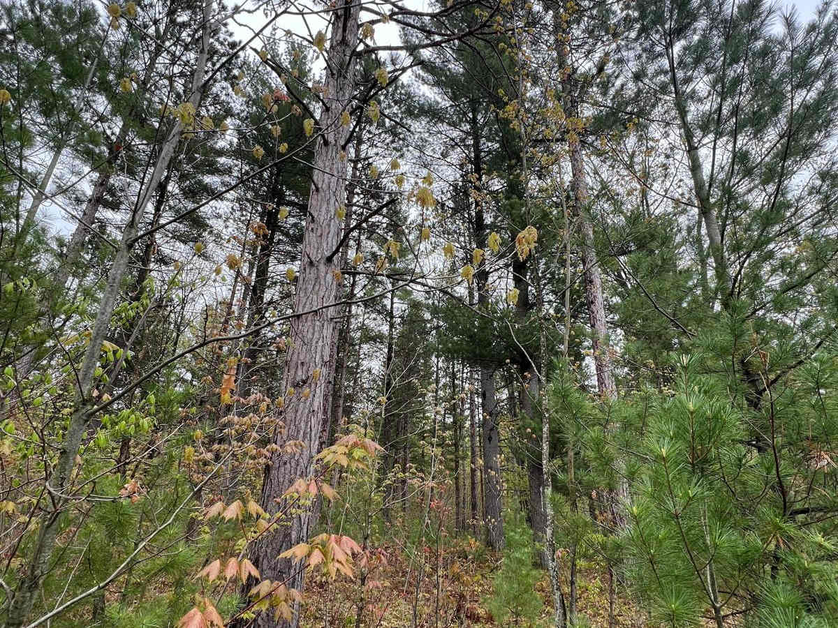 17-1/4 Trail photo 6