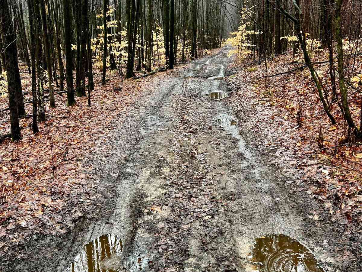 Mena Creek Trail (NFS 9573) photo 3