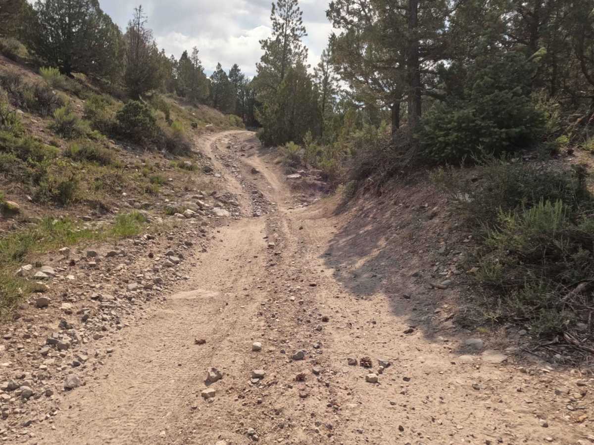 Casto Bowl - BLM 30116 photo 4