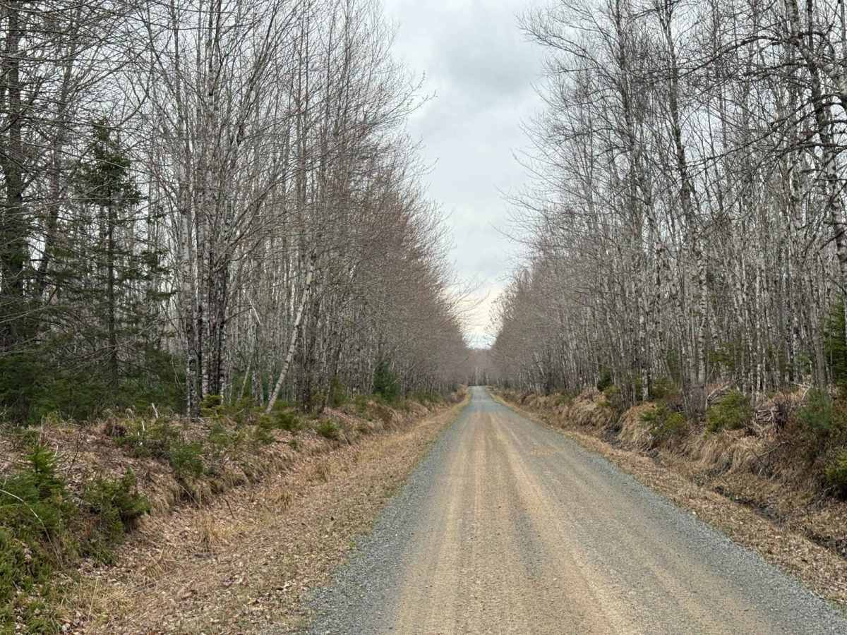 Straight Road Trail trail photo