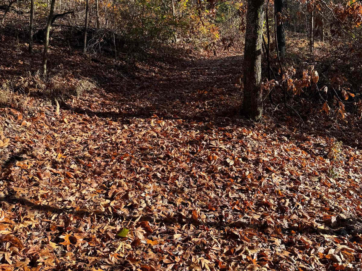 Green 107 trail photo