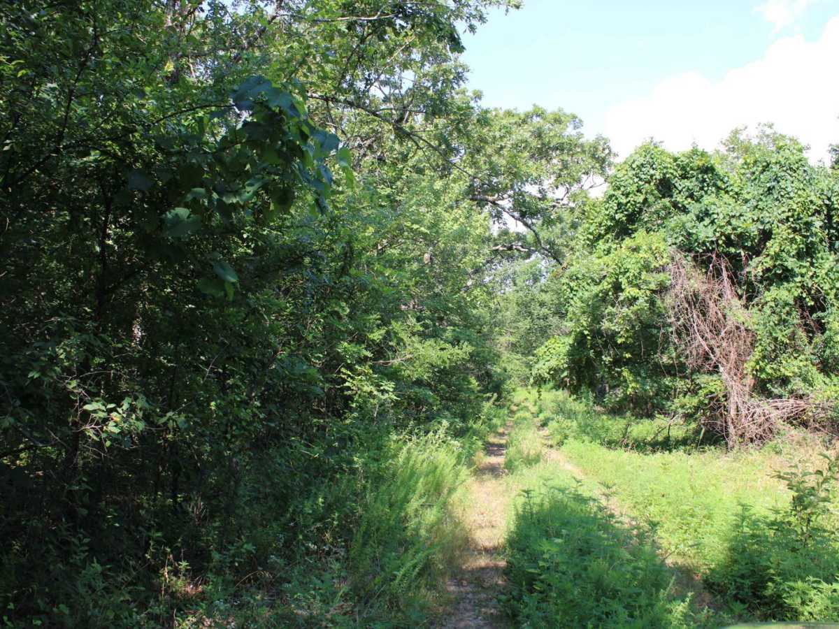 Dutch Creek Mountain Road - Nature Takes Over photo 3