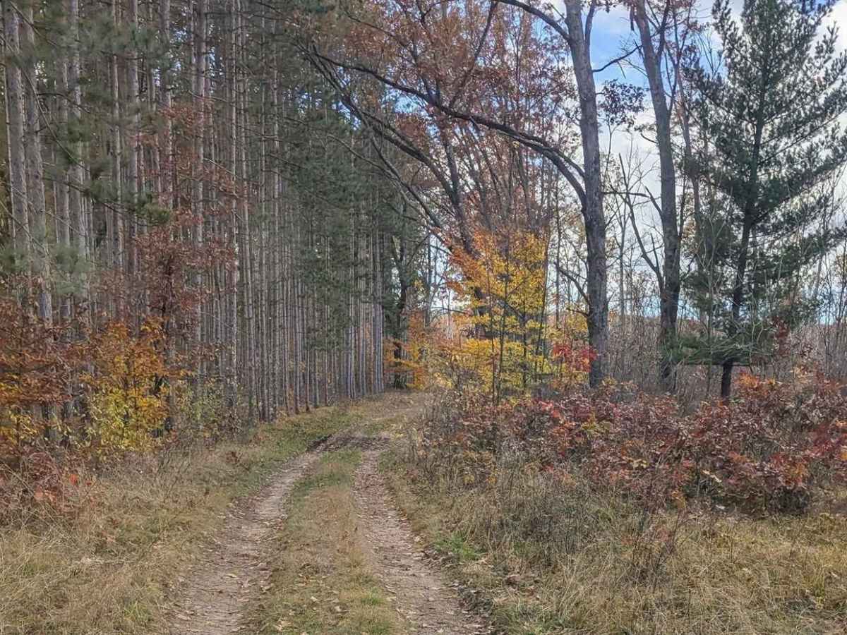 An Inside Trail at Tin Cup trail photo