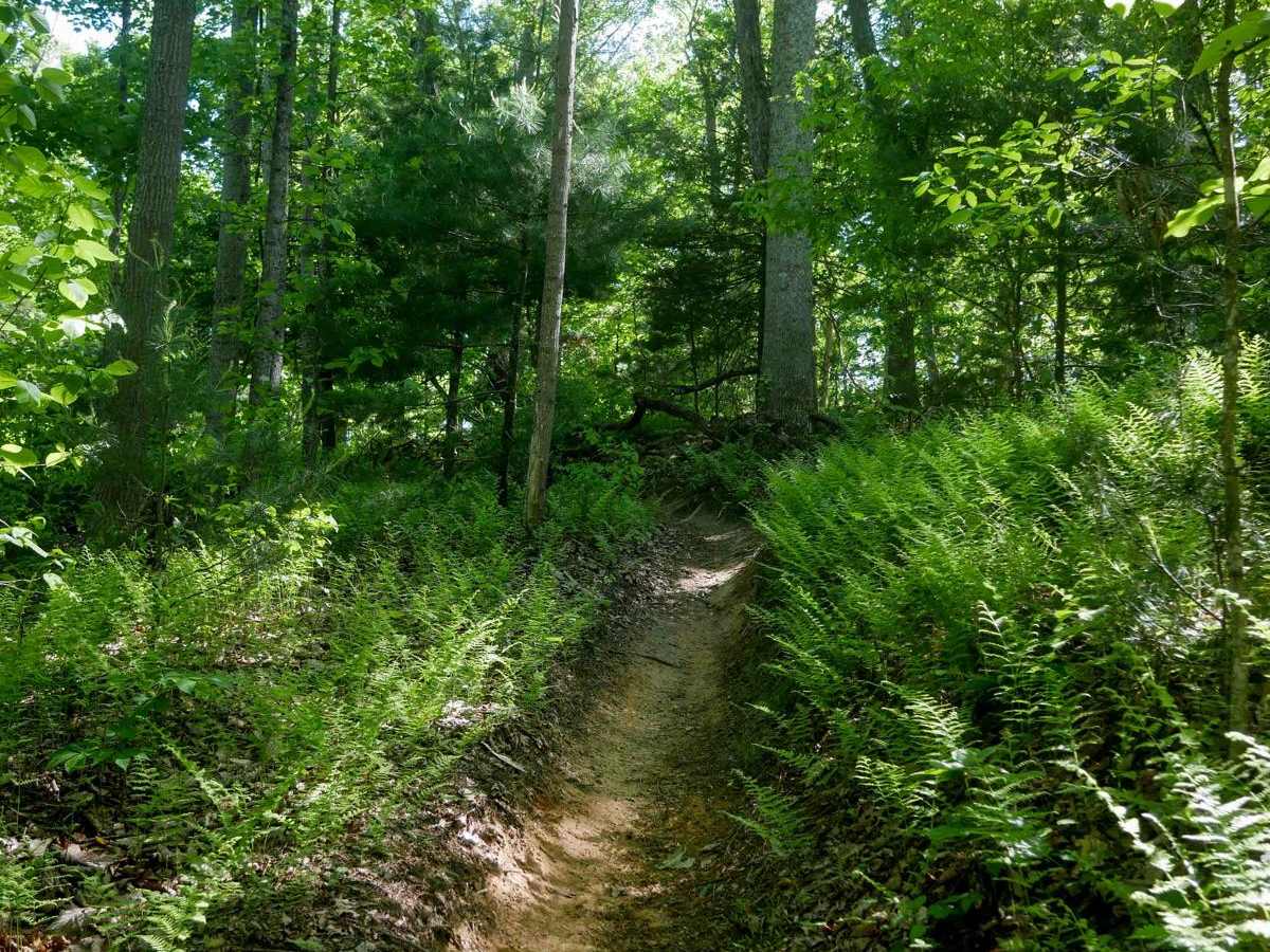 Single Track 1 photo 2