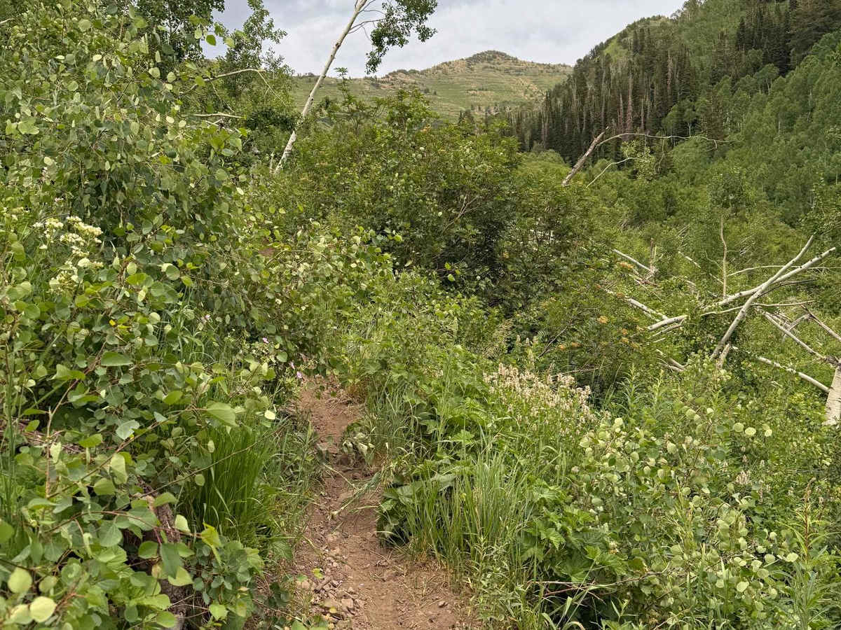 Rock Canyon - Dry Fork photo 4
