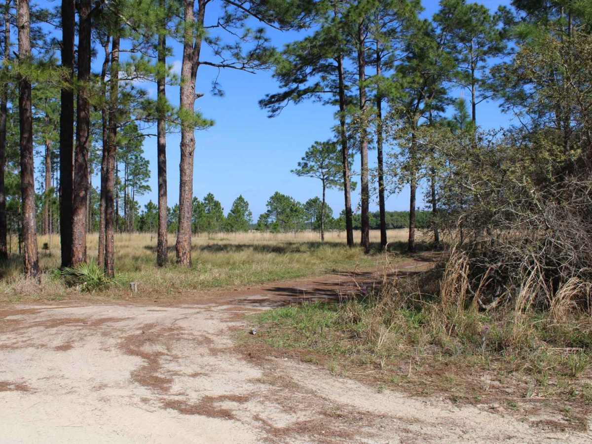 Ocala National Forest | Trail 50 photo 6