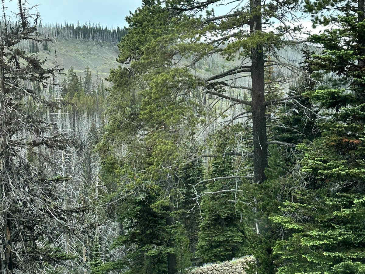 Shoestring Trail photo 6