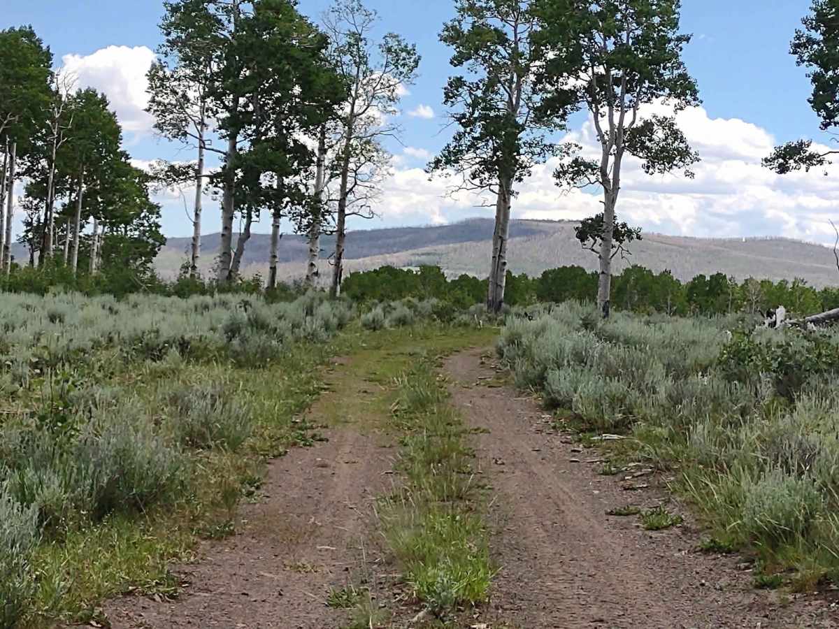 Papa Bear Spur Loop (FS 42453, 42449, 42450) photo 3