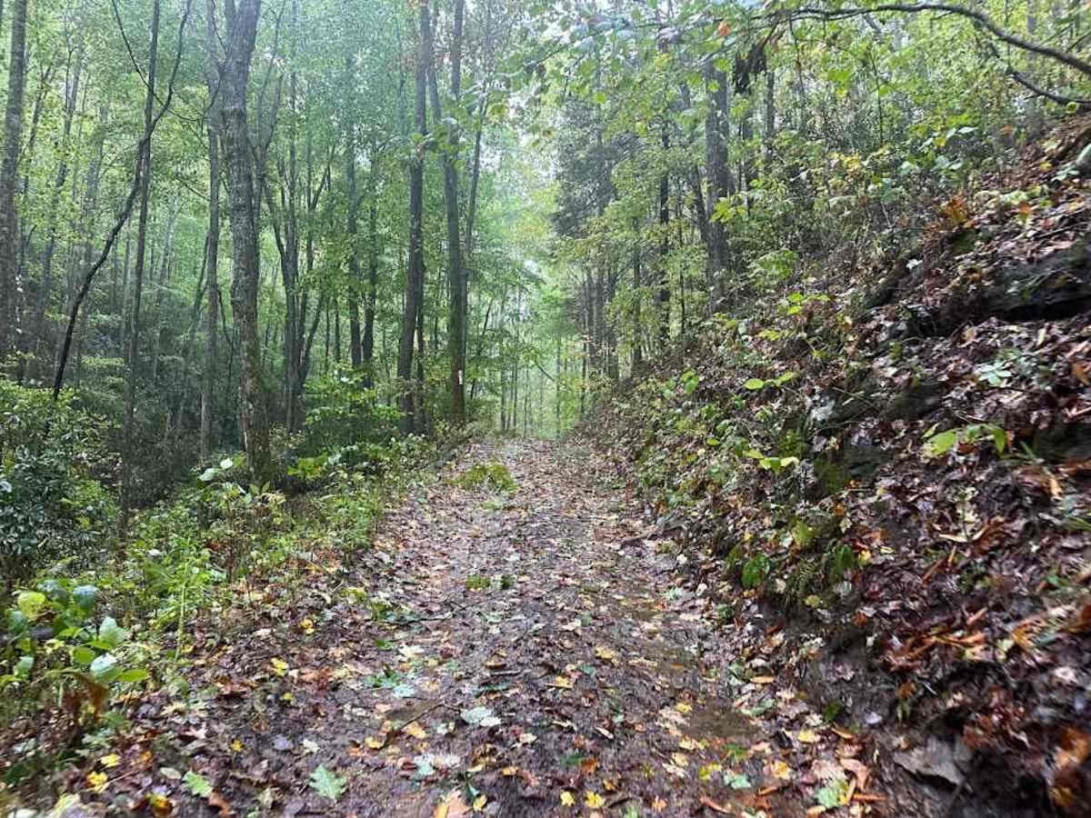 Tams Loop Green photo 4