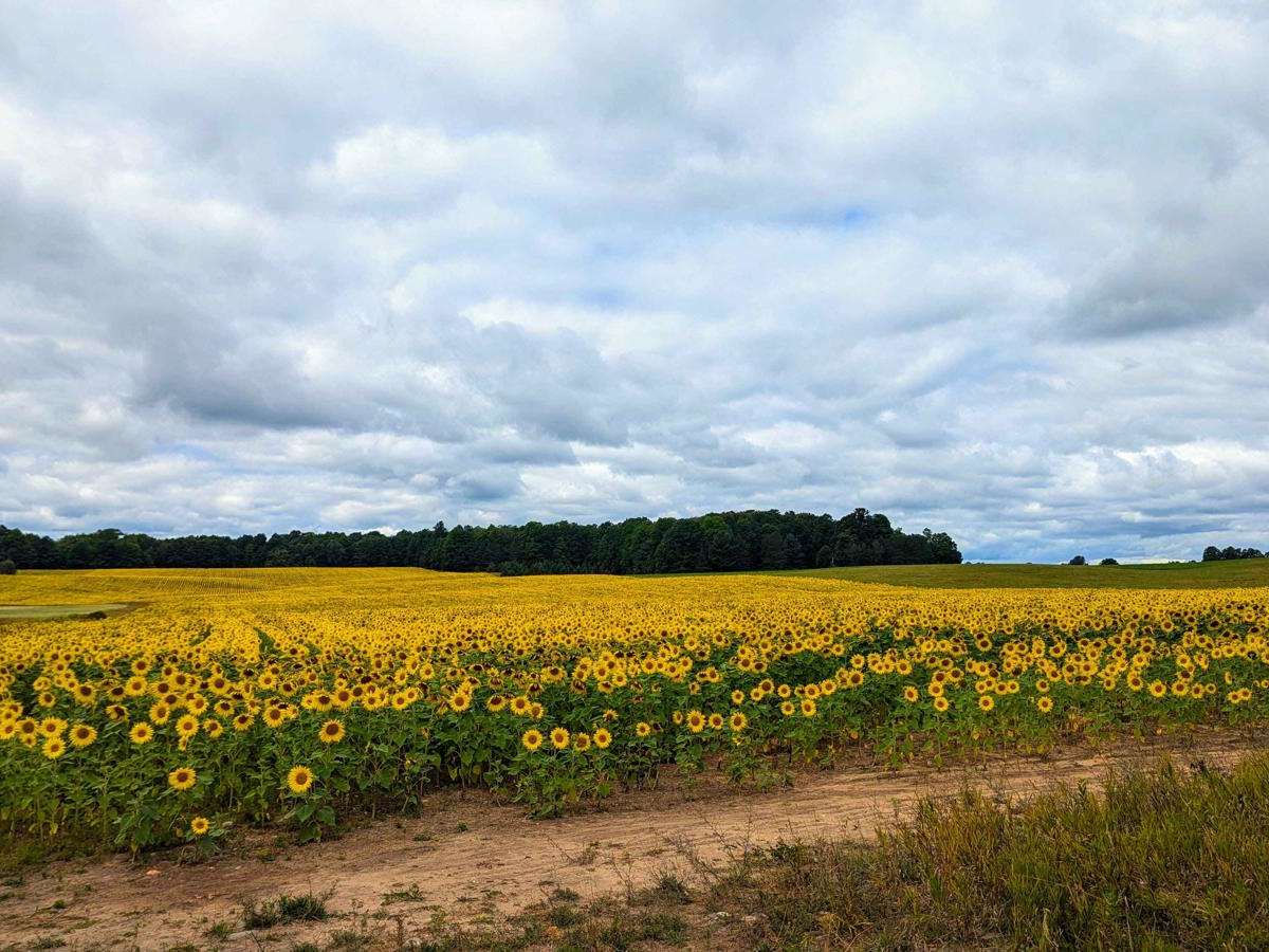 Peltz Road trail photo
