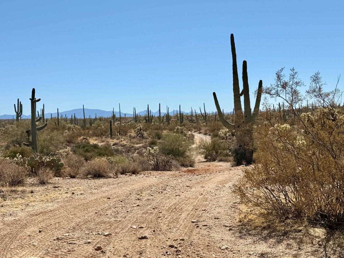 Chasing Cholla photo 3