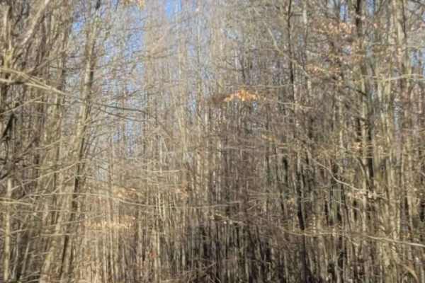 Tin Cup Springs Loop
