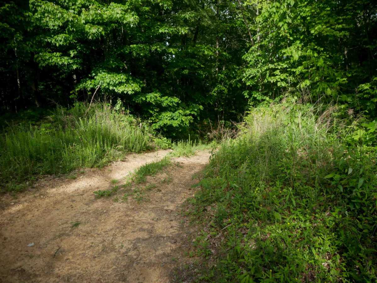 MV51 trail photo