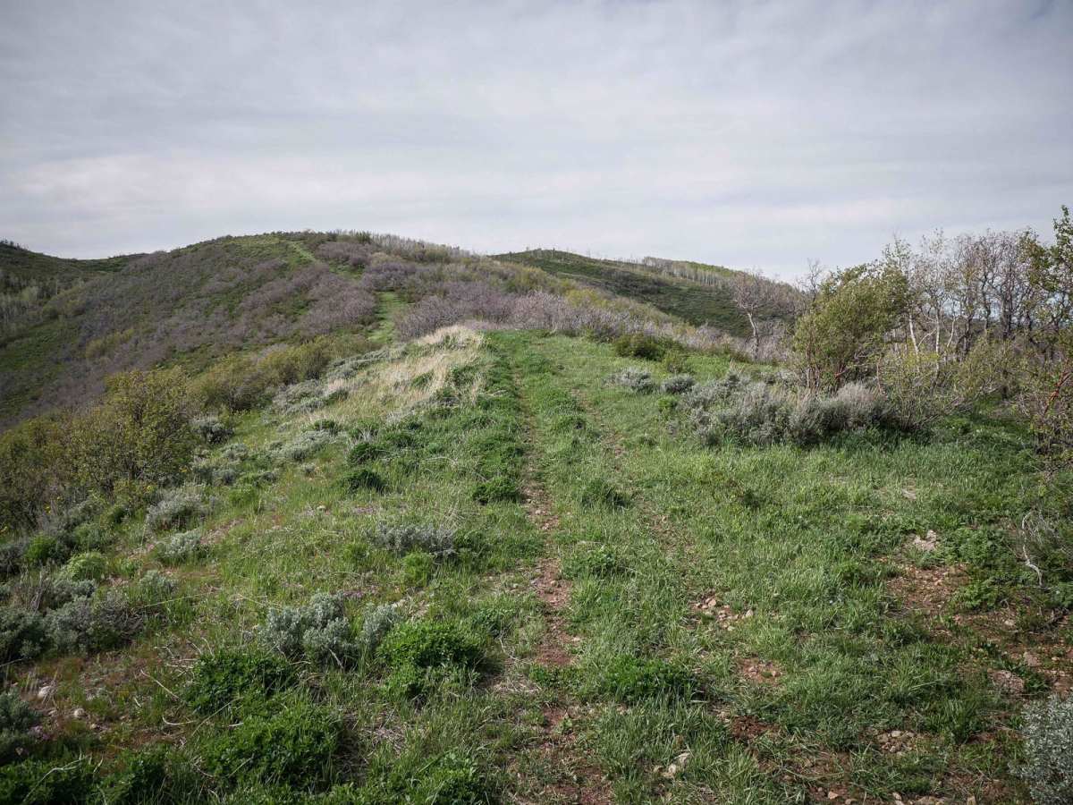 Teat Mountain ATV #202 trail photo