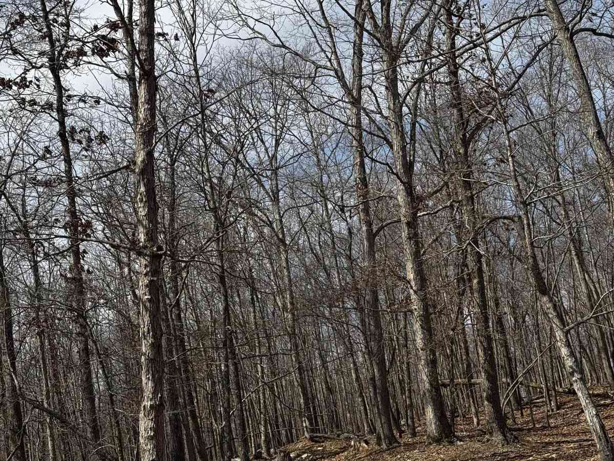 Hillside Trail 4 photo 2
