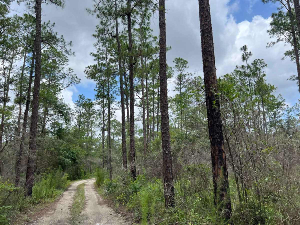 Citrus Wildlife Management | Trail 16 photo 2