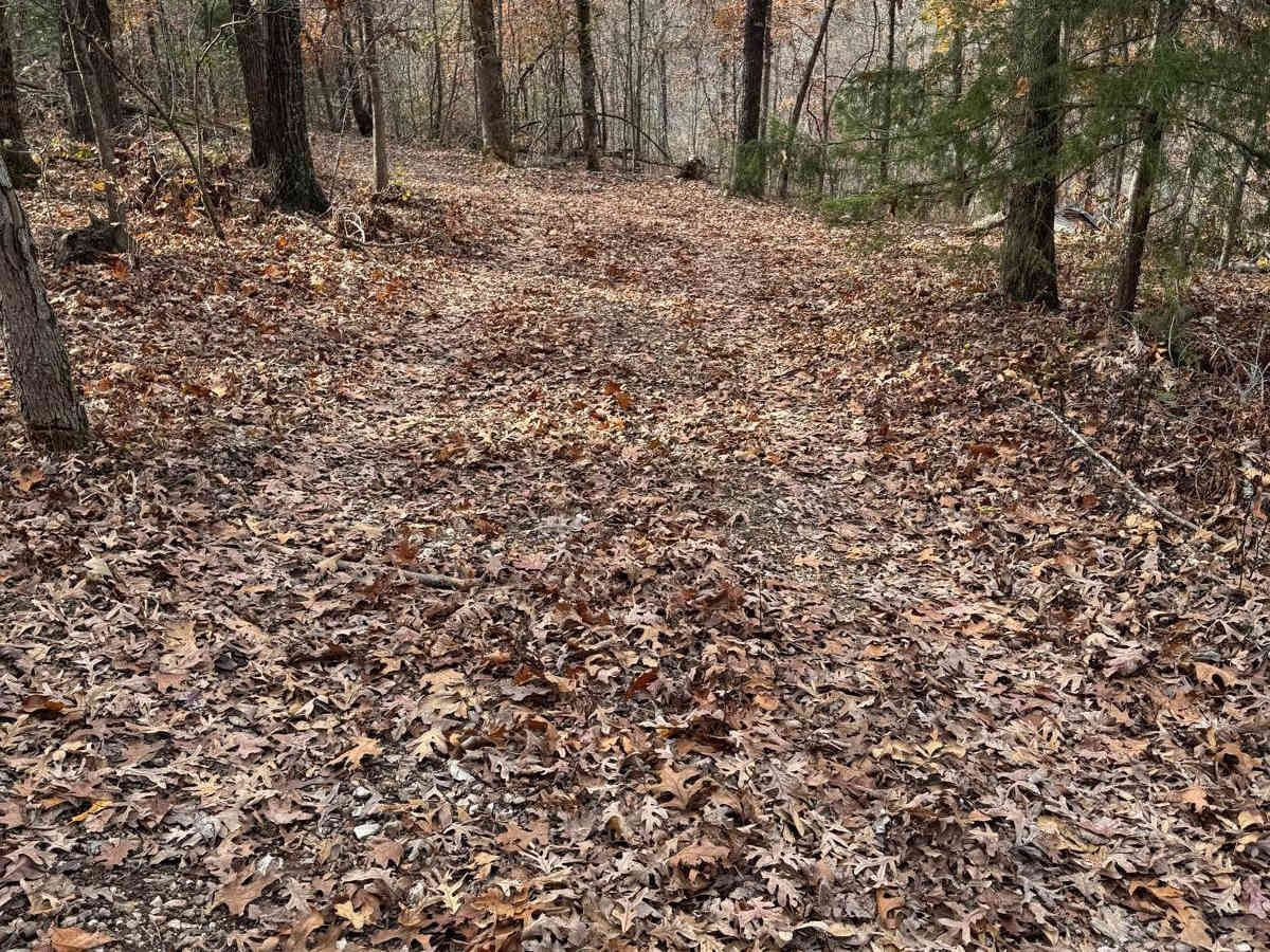 Green 206 trail photo