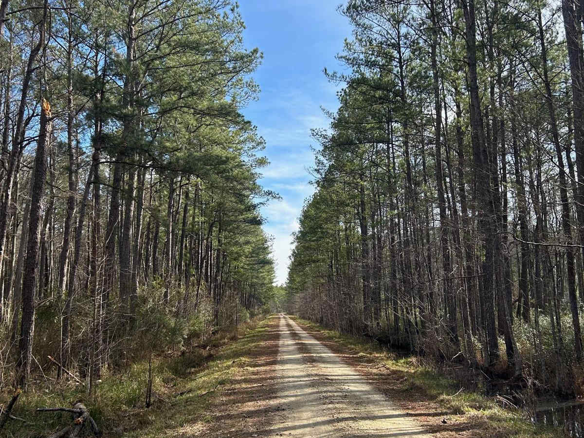 Buckle Island Road - FSR171 photo 3
