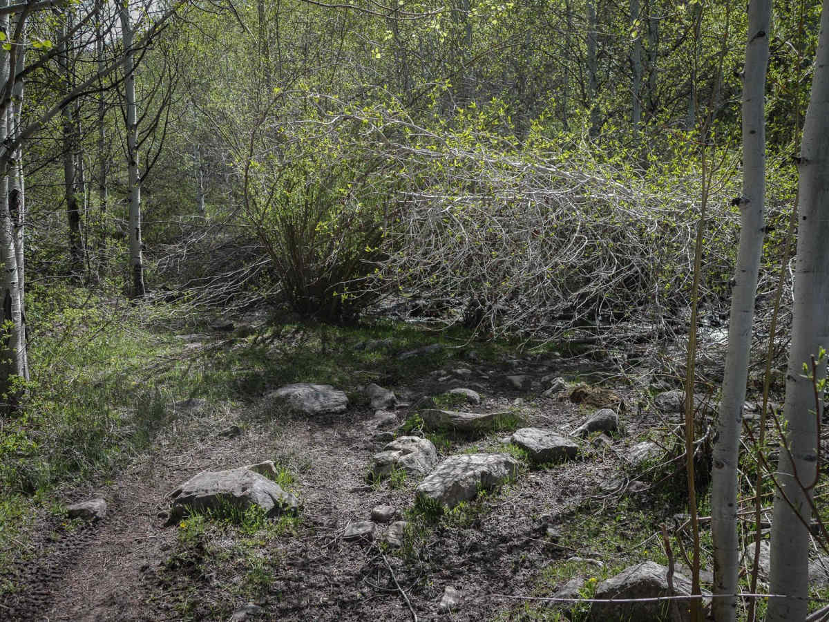 Cottonwood Second Water #018 photo 3