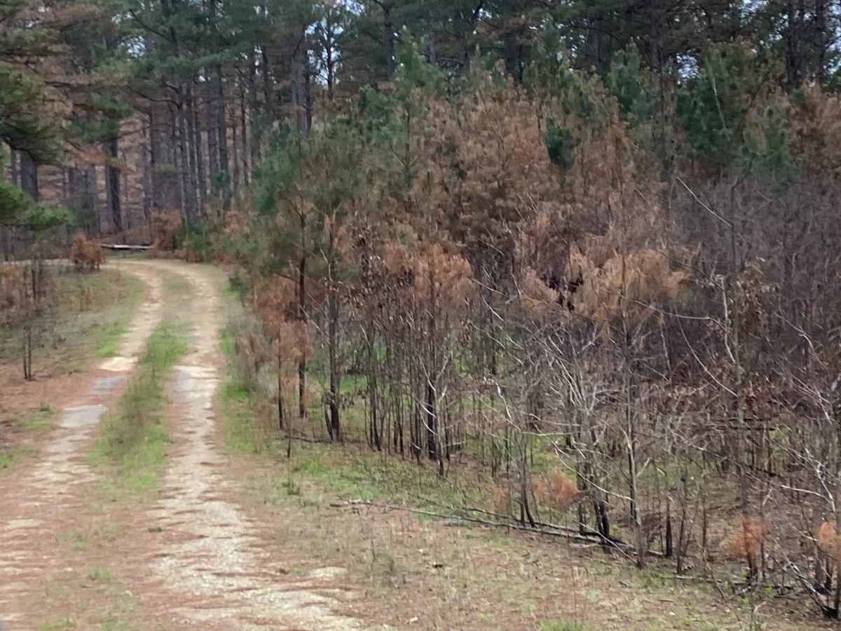Buffalo Creek FR 28800 photo 4