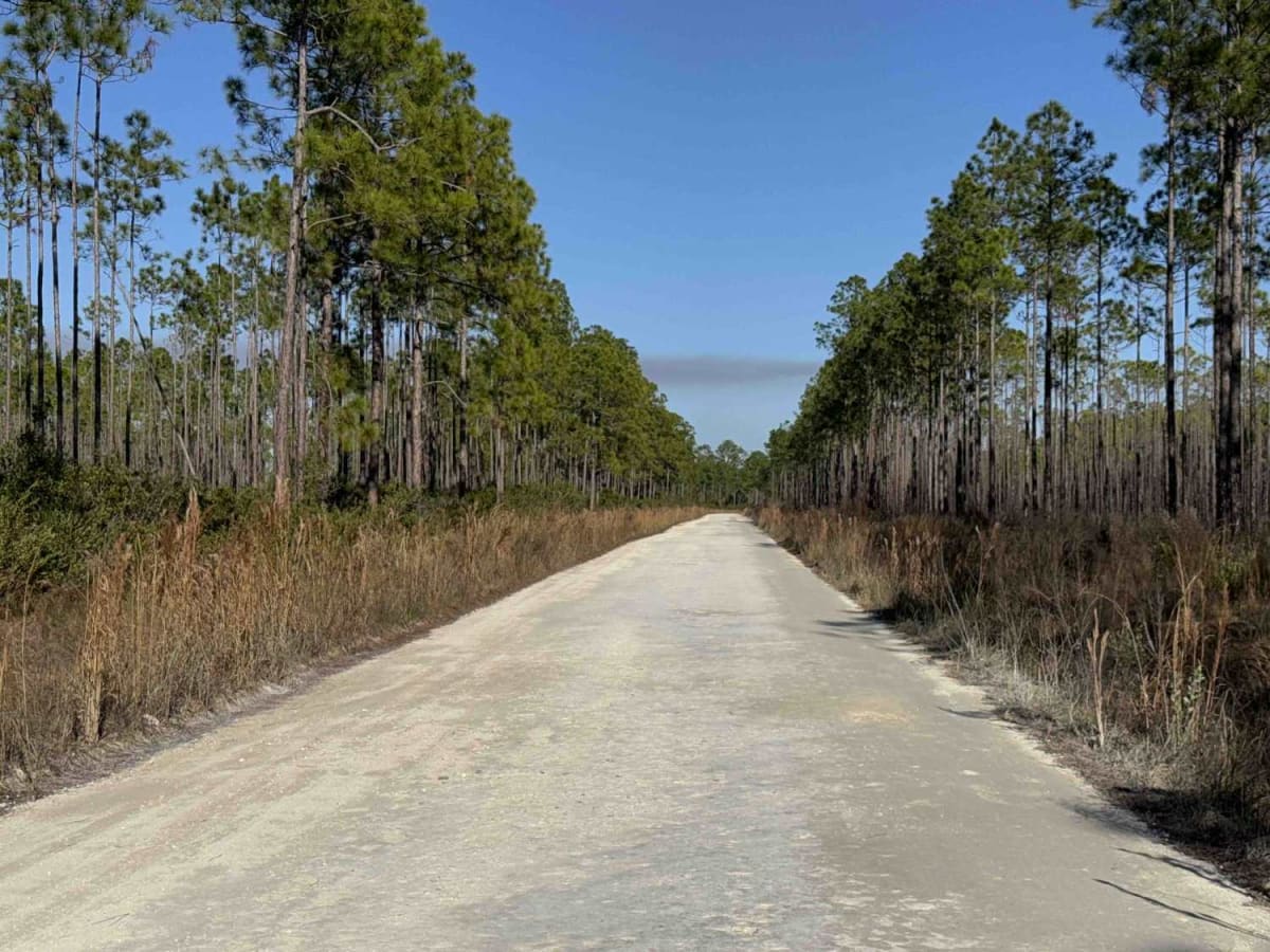 Fort Gates Ferry Road - ONF 29 photo 5
