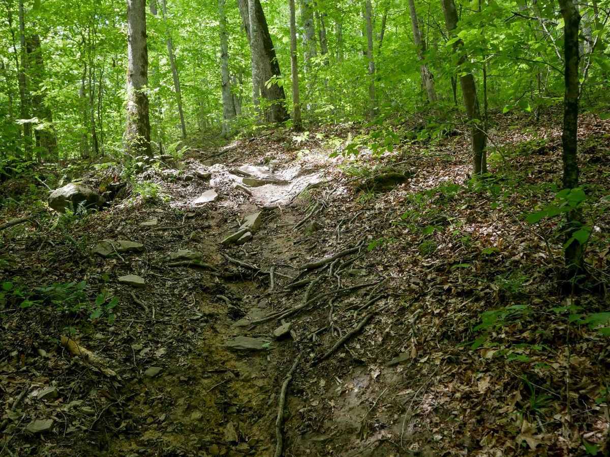 MV938 trail photo