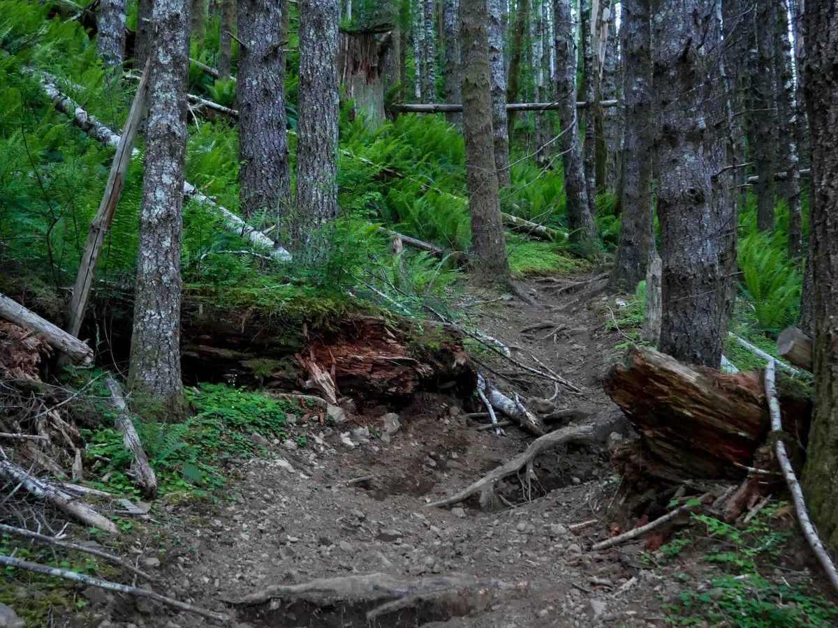 Beaverslide #52 (Difficult) trail photo
