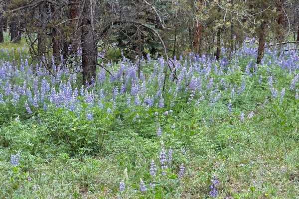 FS 7561C Purple Lupine Shortcut