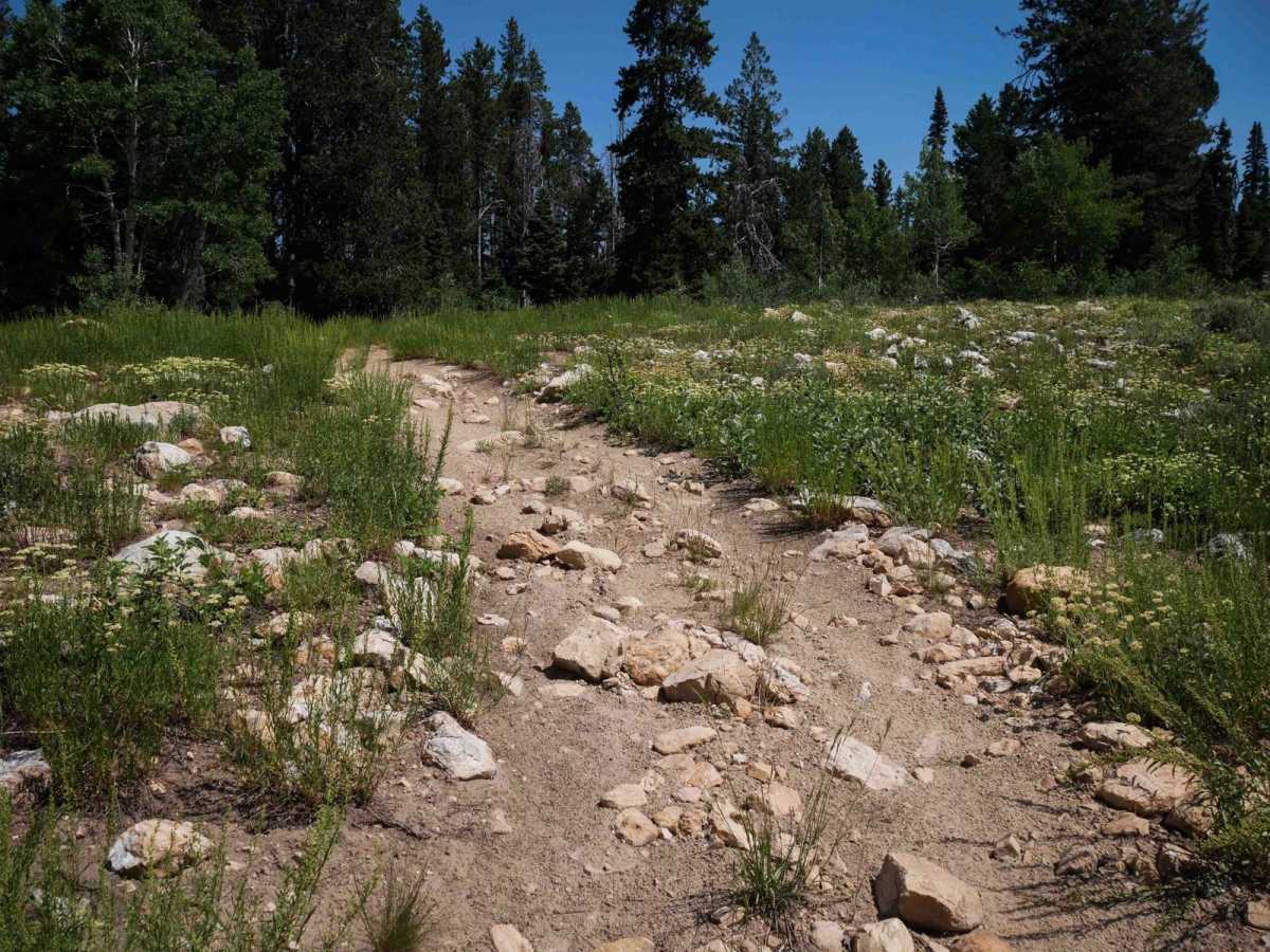 Squirrel Hollow #3358  trail photo
