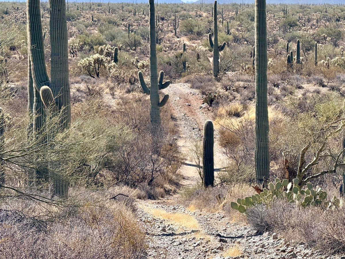 Palo Verde Pinstripes photo 2