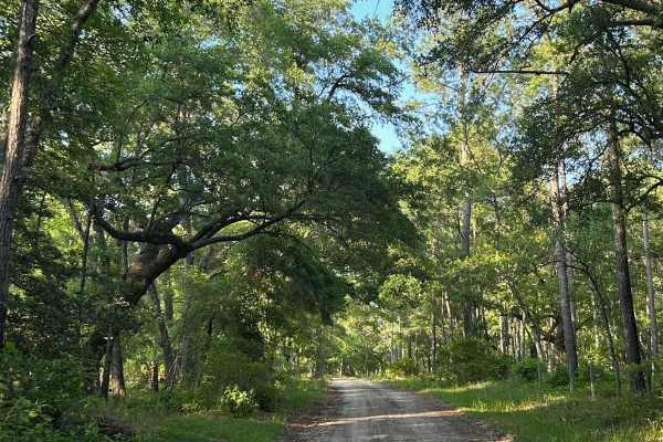 Cooter Creek - FSR 224