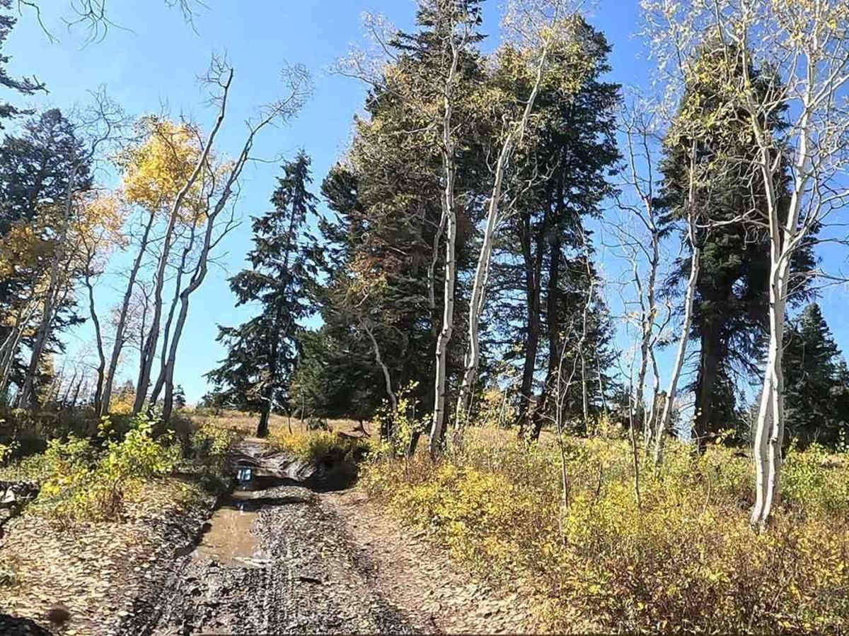 FS 80178 Upper Cedar Hollow OHV photo 5