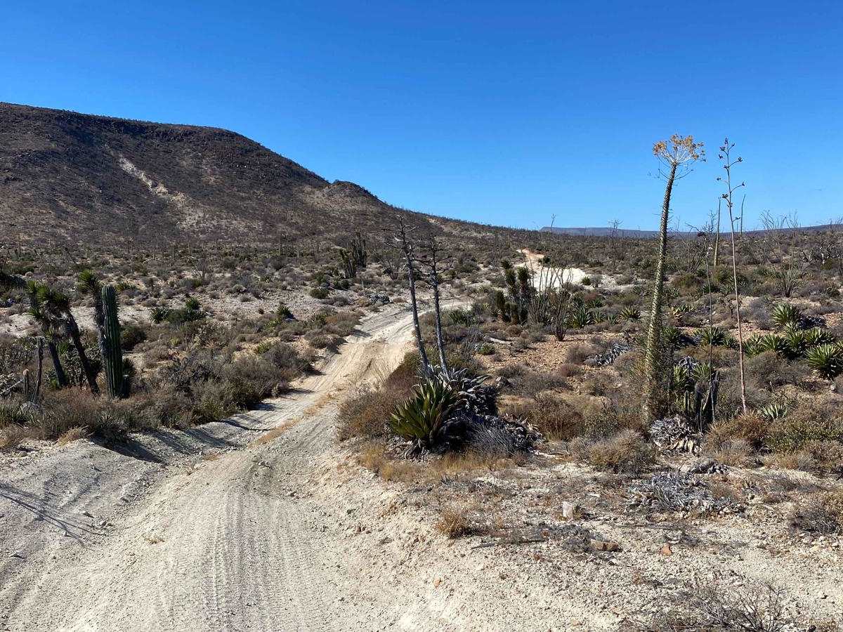 Middle South photo 5
