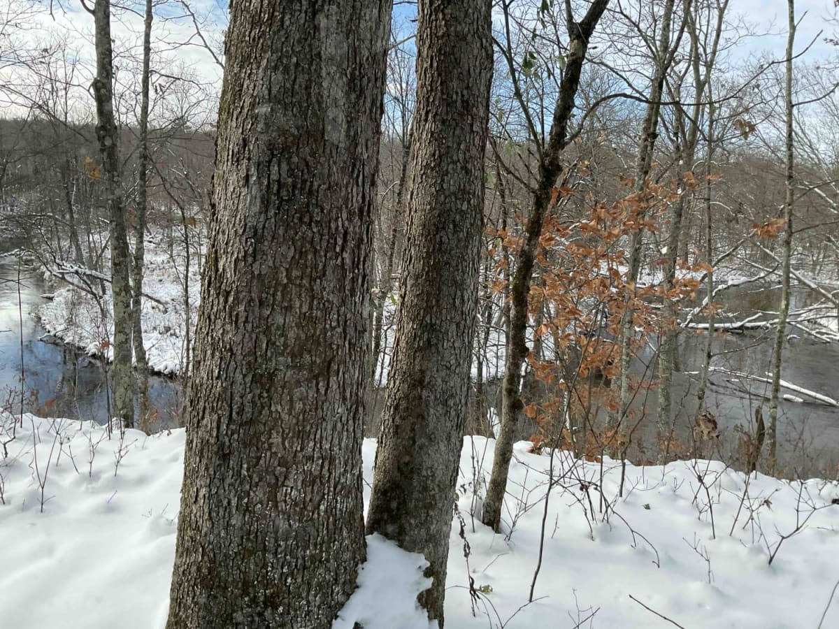 Forest Road 5300 photo 3
