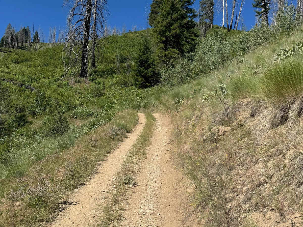 West Fork of Kelly Creek (Trail 7038) photo 5