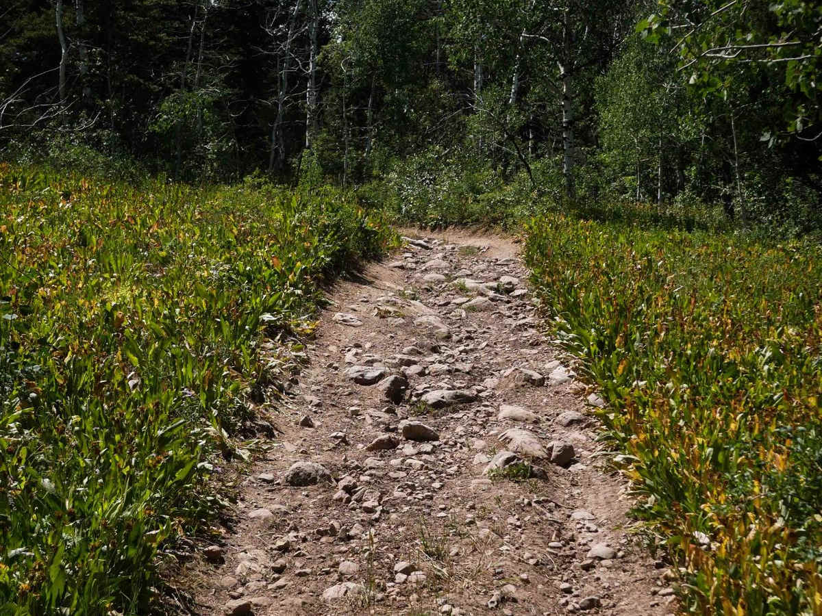 Bailey Creek #3331 photo 5