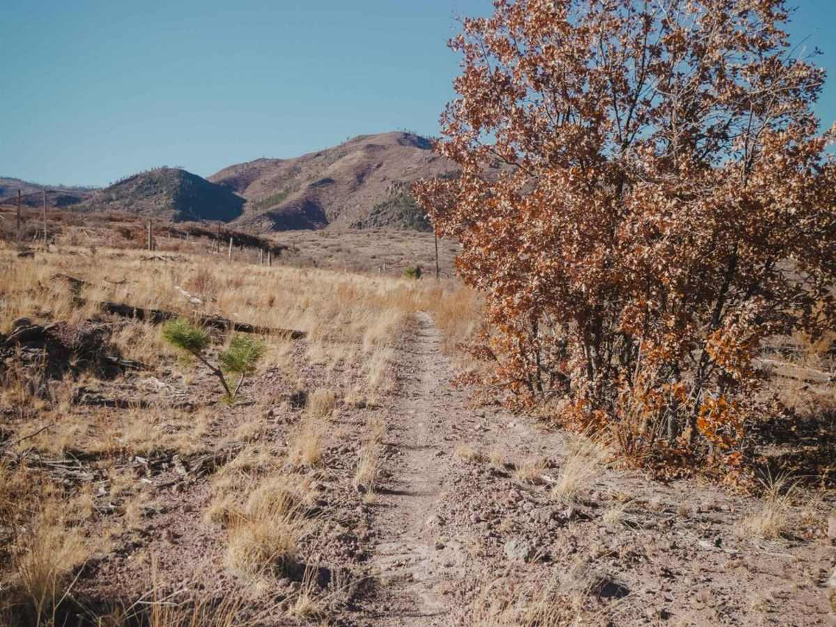 Pine Spring trail photo
