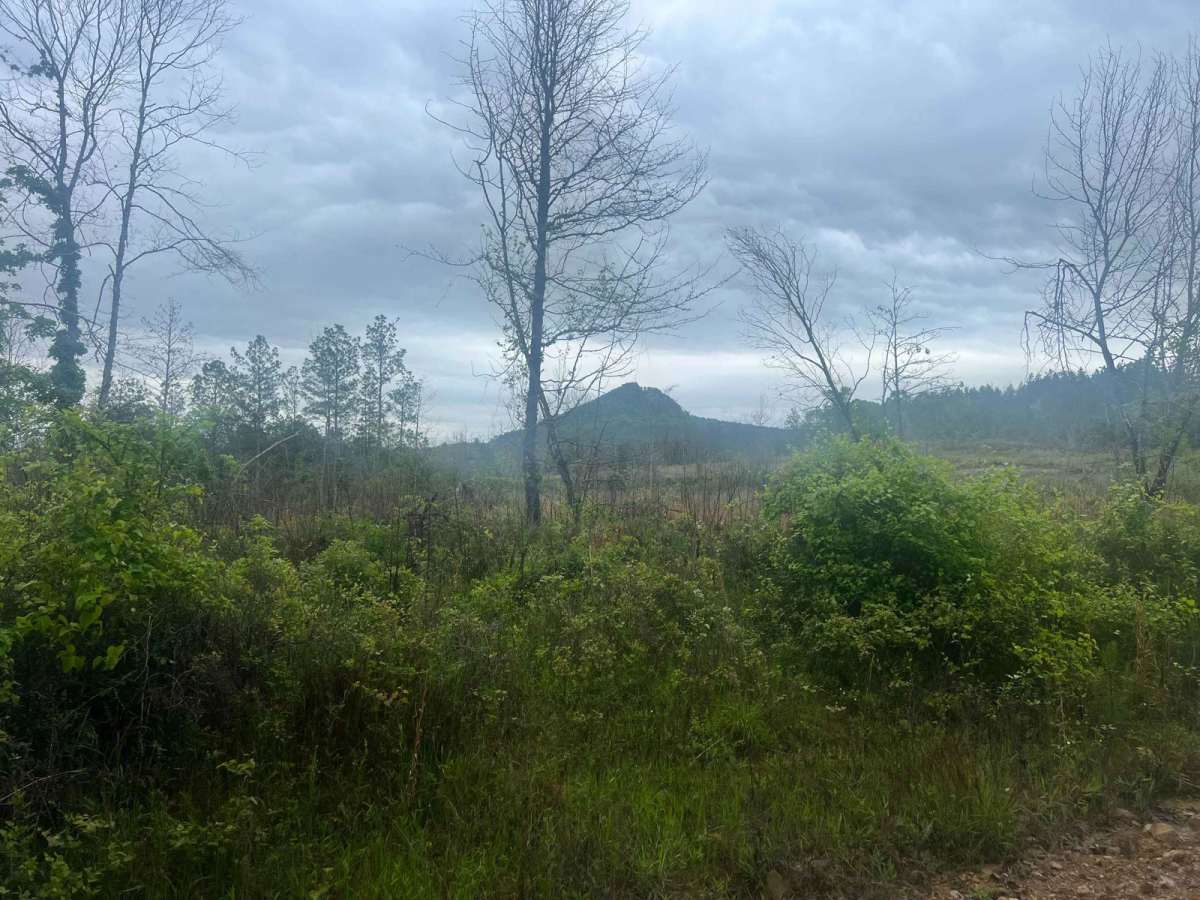 West Forked Mountain FR124 photo 4