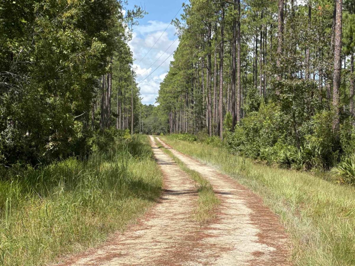 Little Shoals Trail photo 3