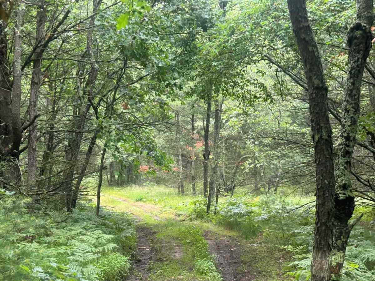 Forest Route 9191 photo 5