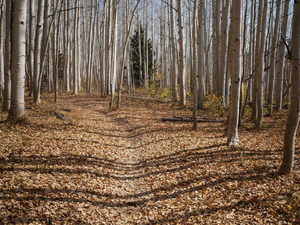 Aspen Loop trail photo