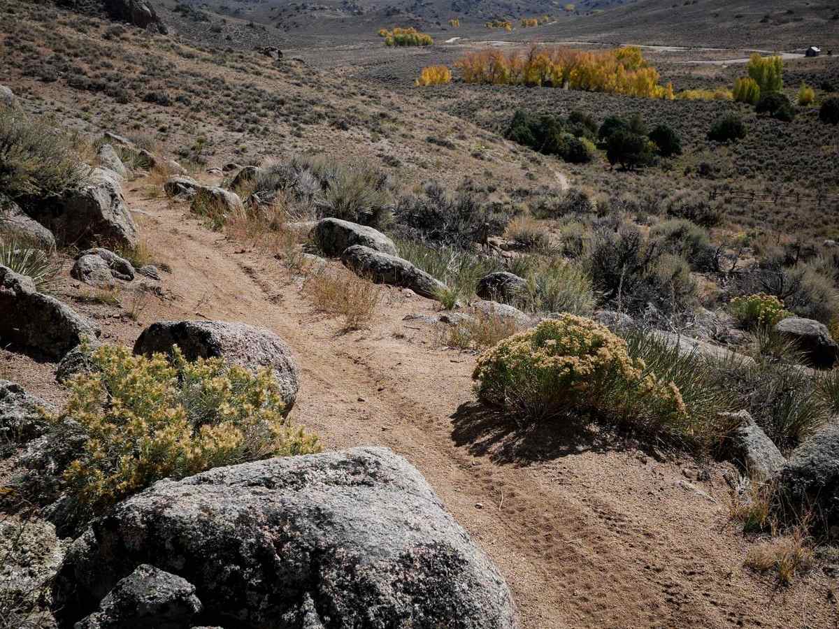 Coyote Den photo 2