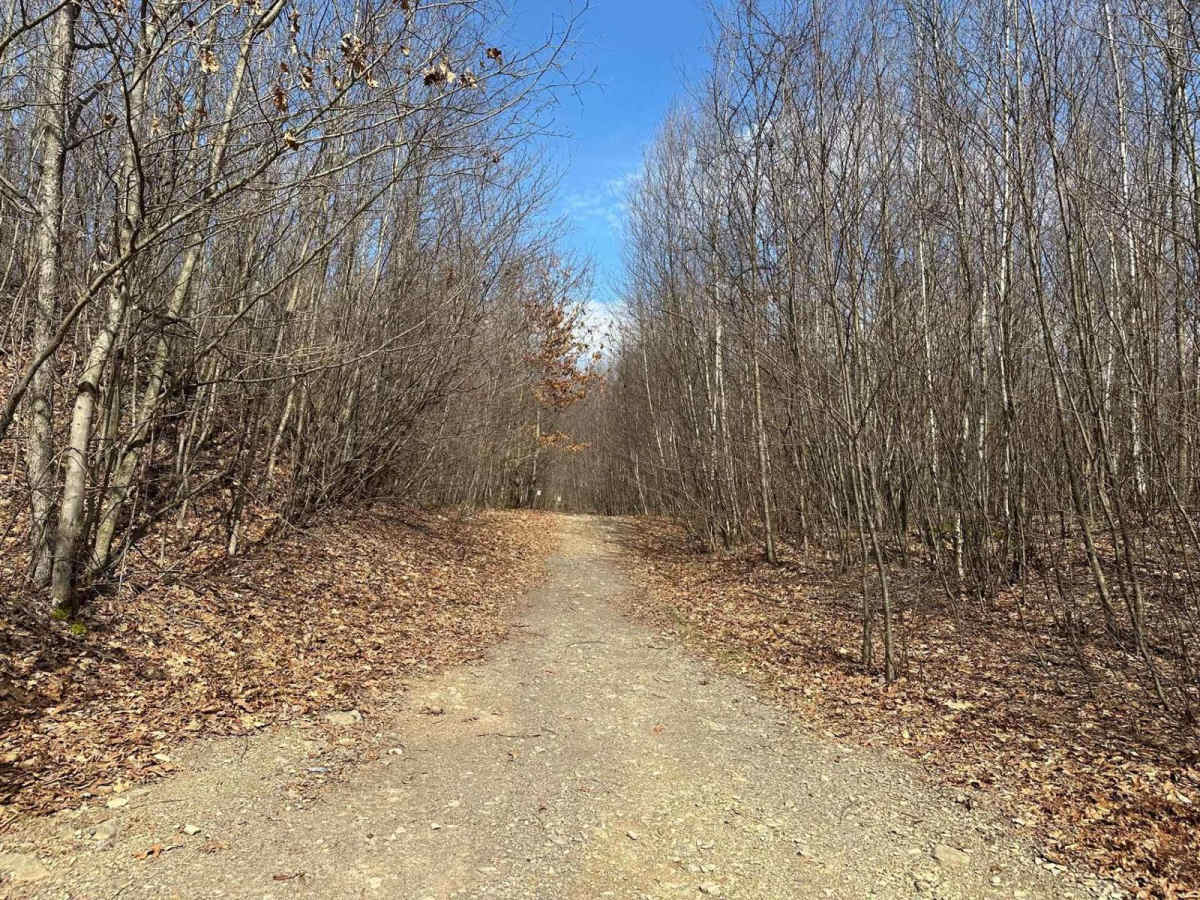 Ashland 110 trail photo