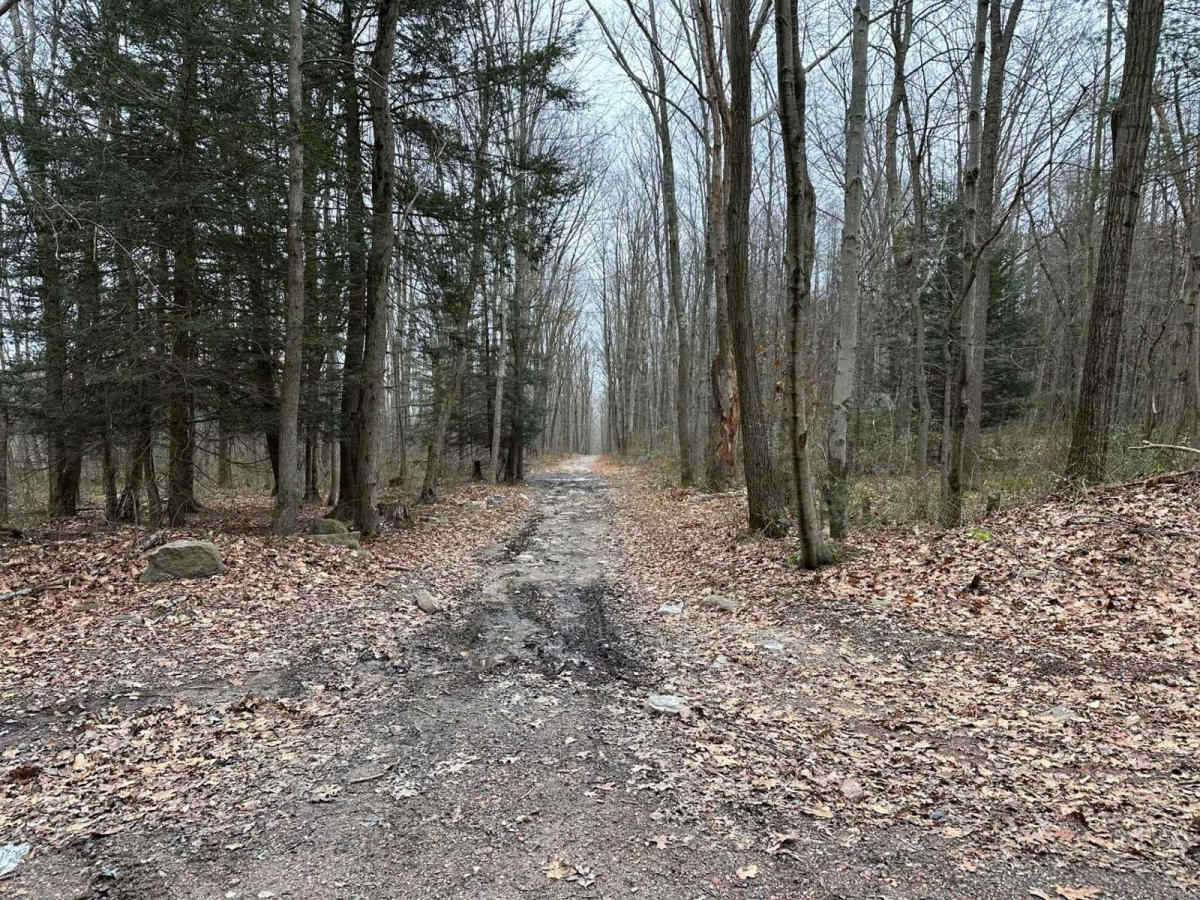 Locust Gap 22 photo 3
