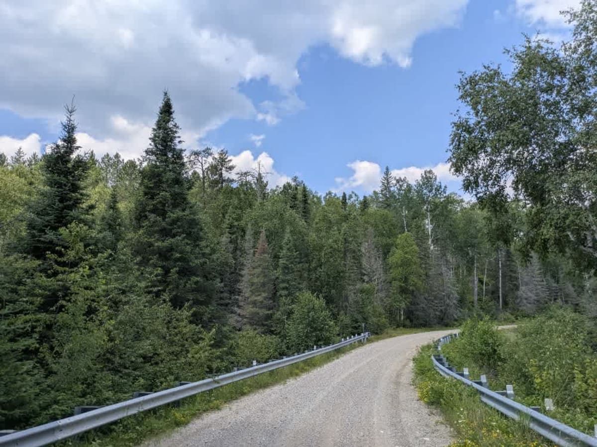 Spruce photo 5