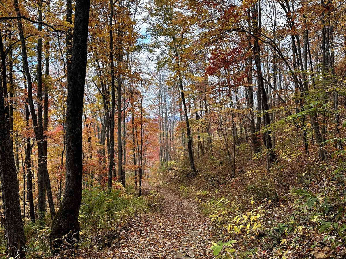 Trail 1 - Wayehutta Loop photo 4